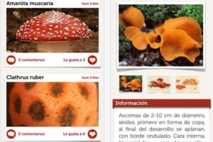 Cómo identificar setas y plantas (Apps de naturaleza) 3 Cómo identificar setas y plantas (Apps de naturaleza)