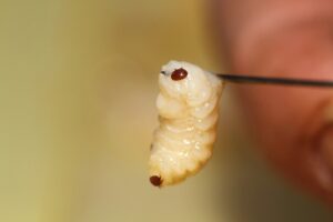 Control Integral de Varroa: Protocolos de tratamiento y monitoreo para mantener la sanidad del colmenar