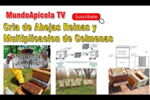 Manual de Cría de Reinas y Multiplicación: Técnicas de traslarve y división de núcleos para ampliar el apiario
