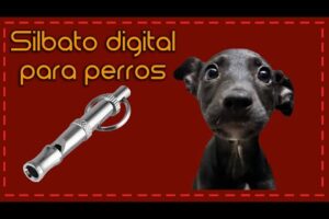 Solución: Apps de silbato para perros no funcionan 6 Solución: Apps de silbato para perros no funcionan